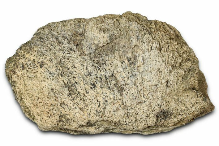 Dinosaur (Triceratops) Frill Shield Section - Montana #347956